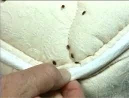 How to check your bed for bed bugs- check the pillowtop