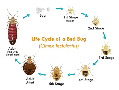 Bed Bugs Florida- The bed bug reproductive life cycle- Each bug must bite you, shed its exoskeleton, bite again... five times before becoming an adult that can reproduce.