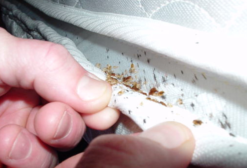 How to check your bed for bed bugs- check the mattress seam