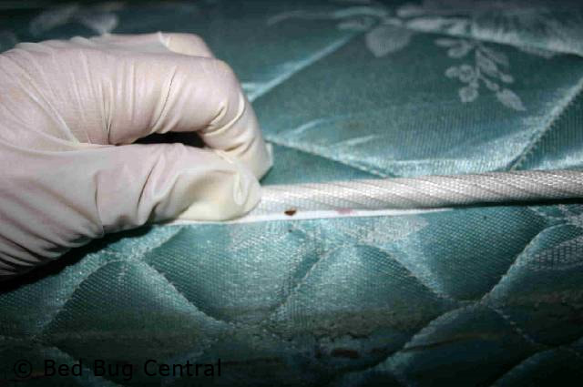 How to check your bed for bed bugs- check the seam