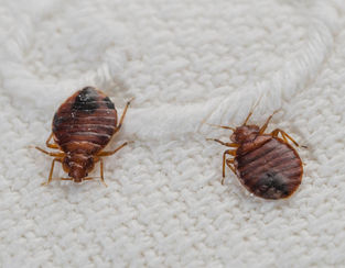 Bed Bugs Florida Heat Treatment and bed bug extermination in Tampa, South Florida and Orlando