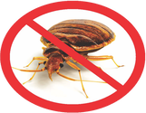Florida Pest Control - Bed Bug Exterminator