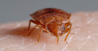 what do florida bed bugs look like- skin