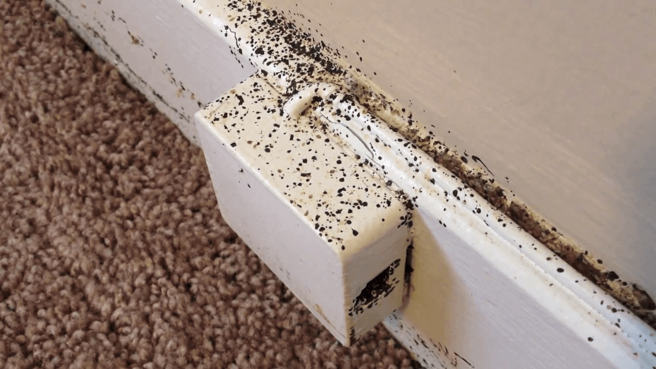 Bed Bugs Florida- How to check for bed bugs in a room- baseboard