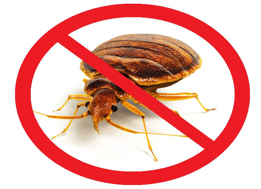 get rid of bed bugs in palm harbor