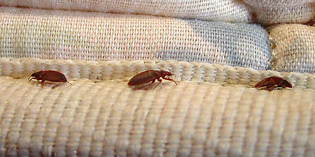 Bed Bugs st augustine FL- Treatment